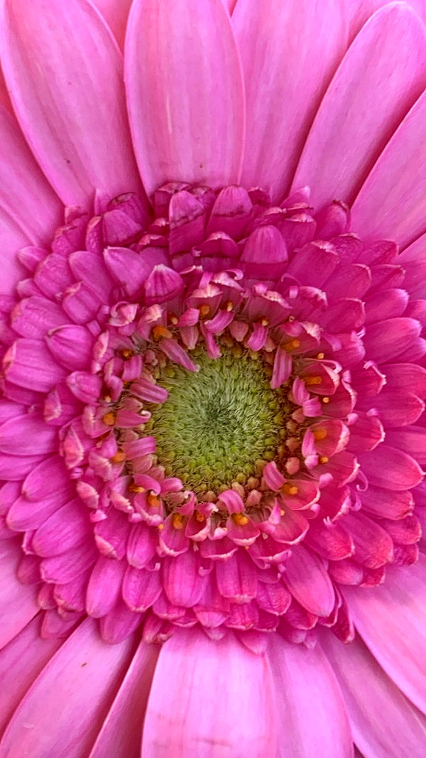 emleecordeiro instagram image archive image