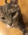 jahia_brown Altpins Profile Picture