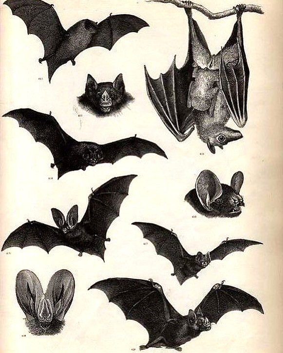 vampiryska instagram image archive image