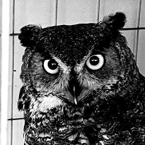 helikoous instagram image archive image