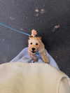 sophiecharlotth Altpins Profile Picture