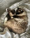 jahia_brown Altpins Profile Picture