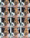 rouxroux.tv Altpins Profile Picture