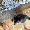 lollinski Altpins Profile Picture