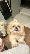 _ariel_lll Altpins Profile Picture