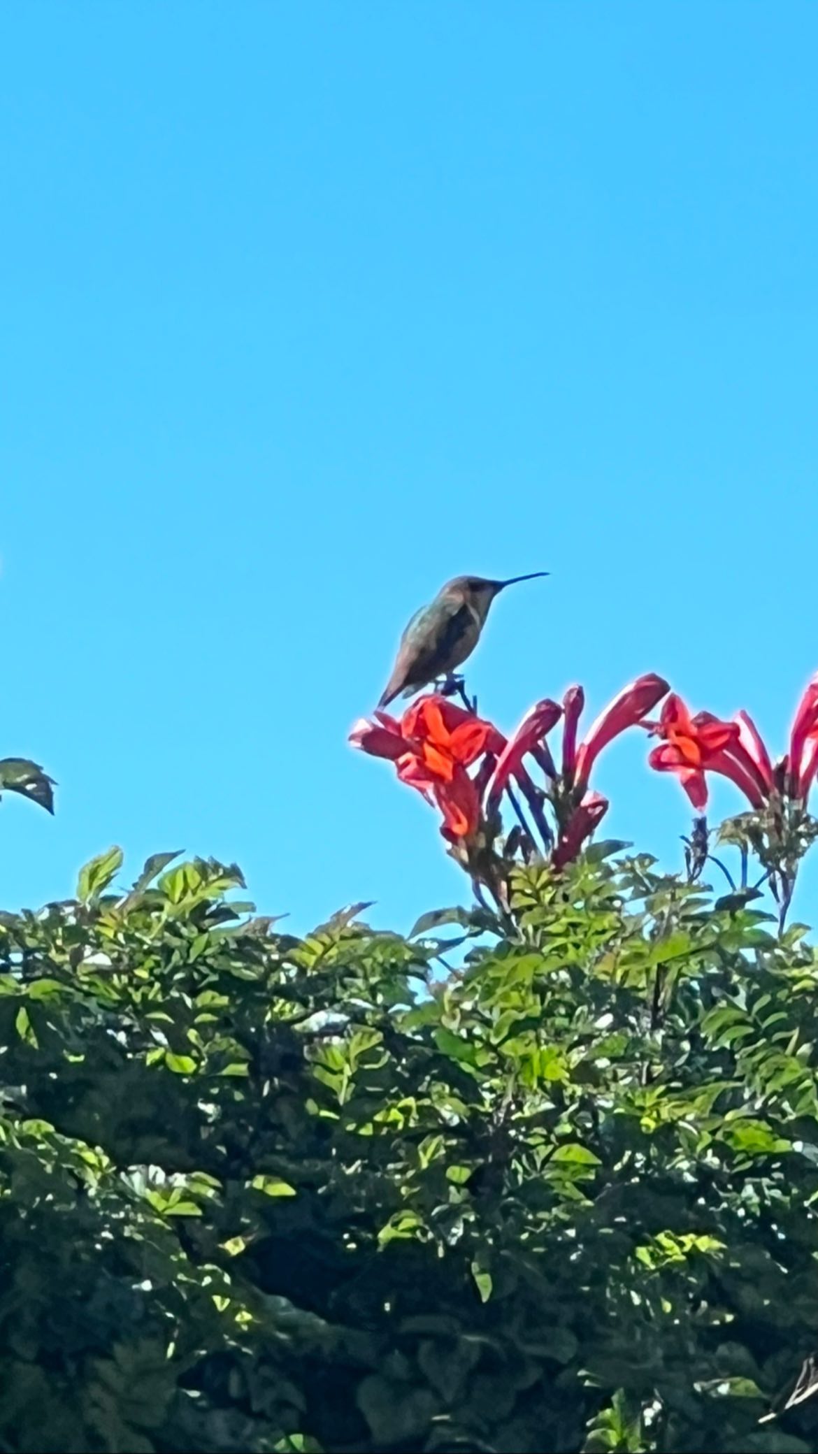 leonanaomii instagram image archive image