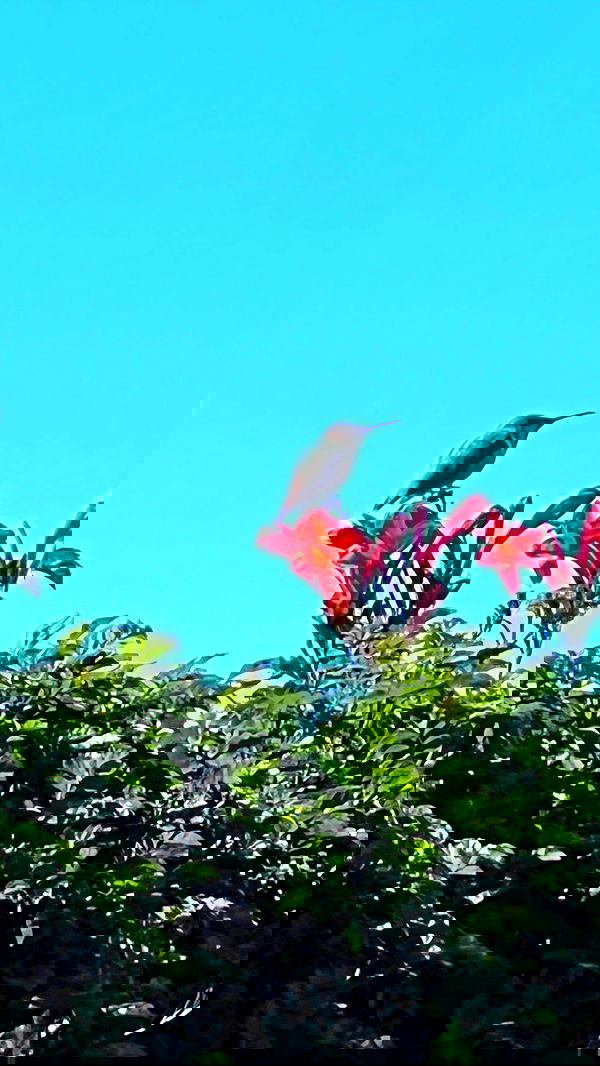 leonanaomii image ~ Altpins