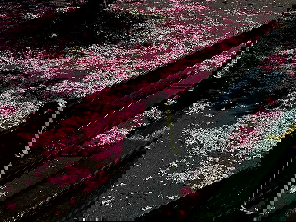 manjolamuriqi manjolamuriqi archive image