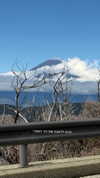 lir.noam Altpins Profile Picture