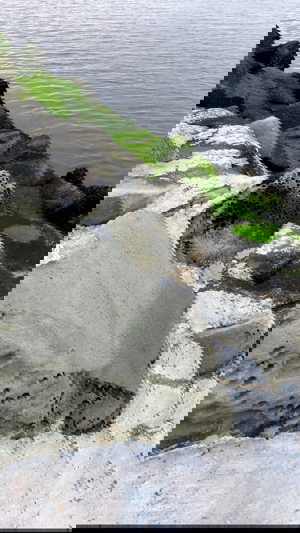 leonanaomii image ~ Altpins