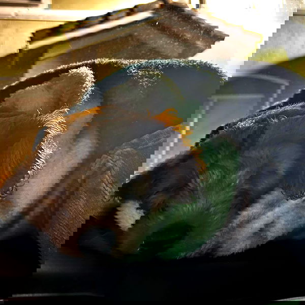 missnyxdawn missnyxdawn archive image