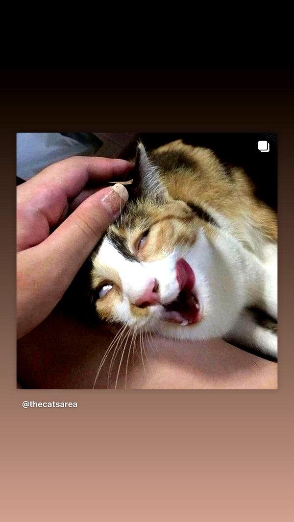 liliashaked instagram image archive image