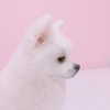 daxbin Altpins Profile Picture