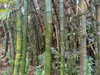 cialikechia Altpins Profile Picture