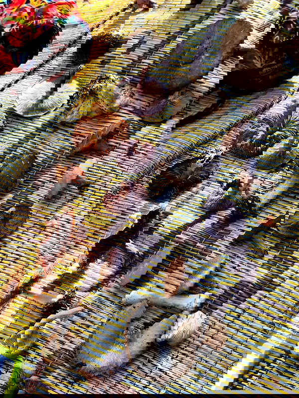 iambohema.v2 iambohema.v2 archive image