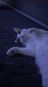 yuna_1_27 Altpins Profile Picture