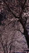 blarnes Altpins Profile Picture