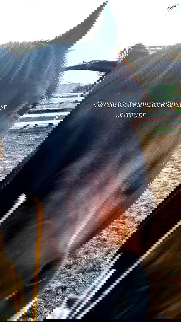 _wizardmidget_ _wizardmidget_ archive image