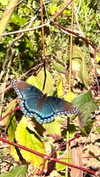 elizabethcampbelljones Altpins Profile Picture