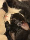 elowen.fawn Altpins Profile Picture