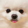 dear.zia Altpins Profile Picture