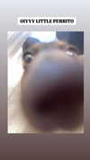 blossom_in_my_moonlight Altpins Profile Picture