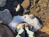 solzarubin_ Altpins Profile Picture