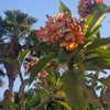 avital_1010.2003 Altpins Profile Picture
