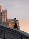 alishevs Altpins Profile Picture