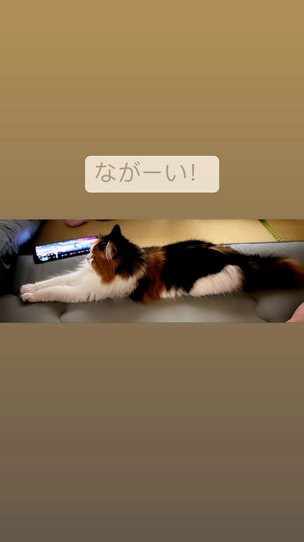 lapinangelia instagram image archive image