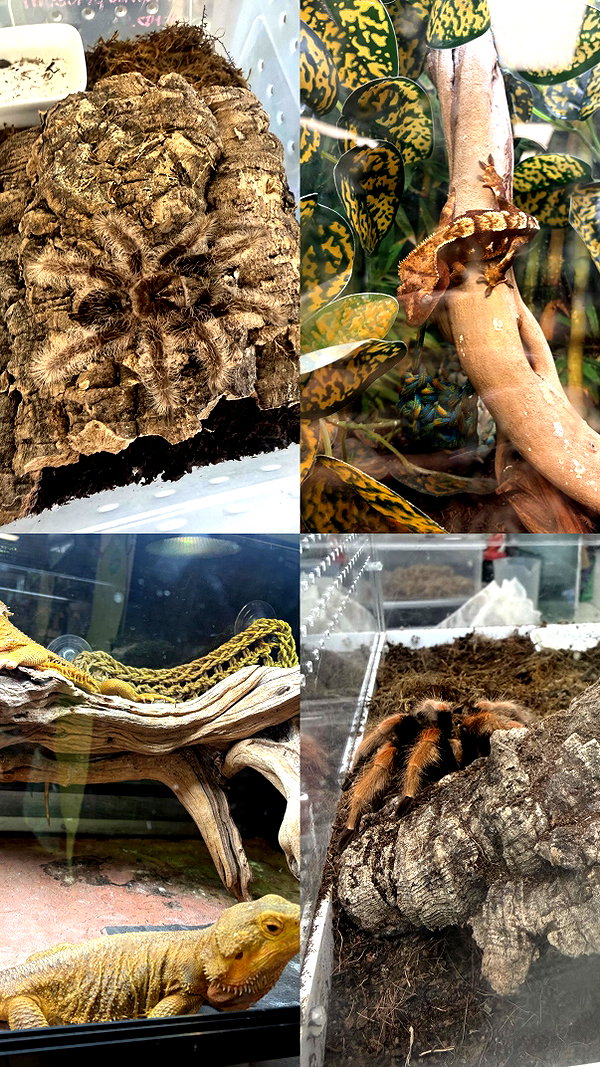 gargoyol instagram image archive image