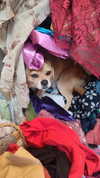 alma.almog Altpins Profile Picture