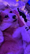 lizrrossi Altpins Profile Picture