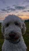 danamrts Altpins Profile Picture