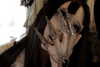 veildose Altpins Profile Picture