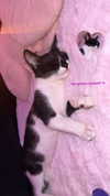 _batzir_haanavim Altpins Profile Picture