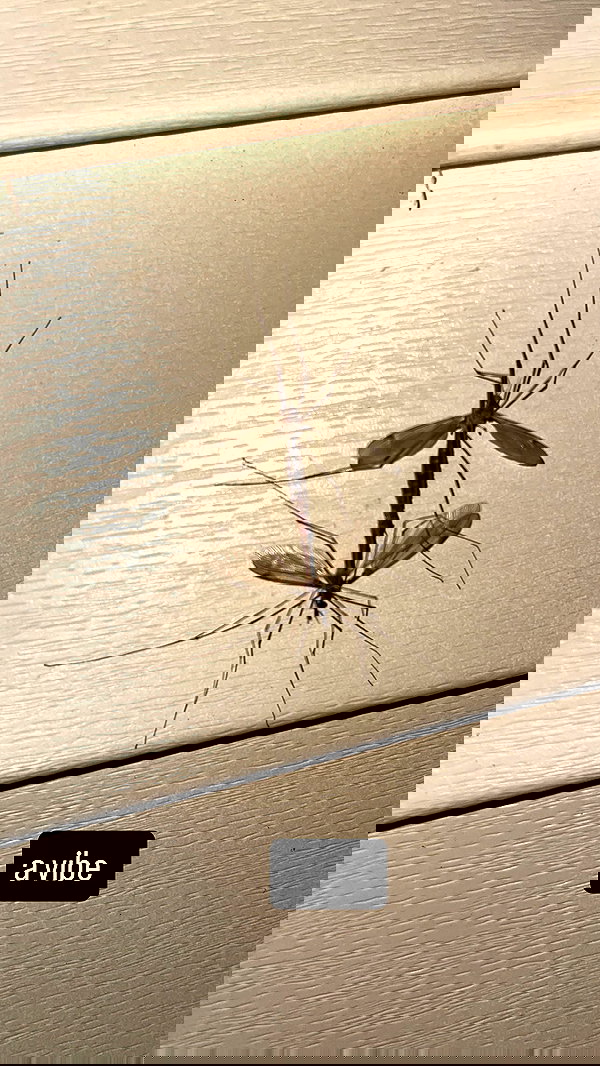 smok3ymok3y smok3ymok3y archive image