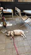 roni_ackerman Altpins Profile Picture