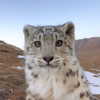 pipssqueakss Altpins Profile Picture