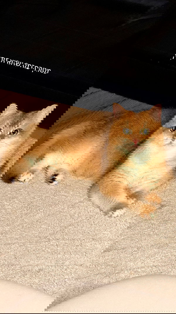 itsilanosh itsilanosh archive image