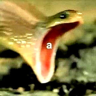 annfigmax image ~ Altpins