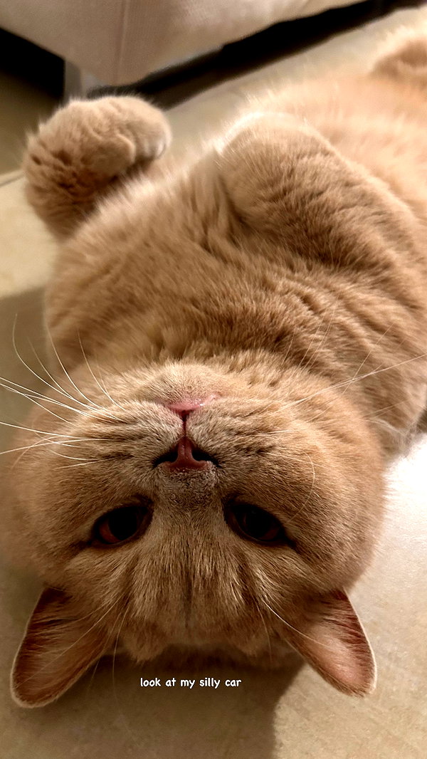 andasrose instagram image archive image
