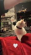 butter.on.a.poptart69 Altpins Profile Picture