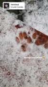 jahia_brown Altpins Profile Picture