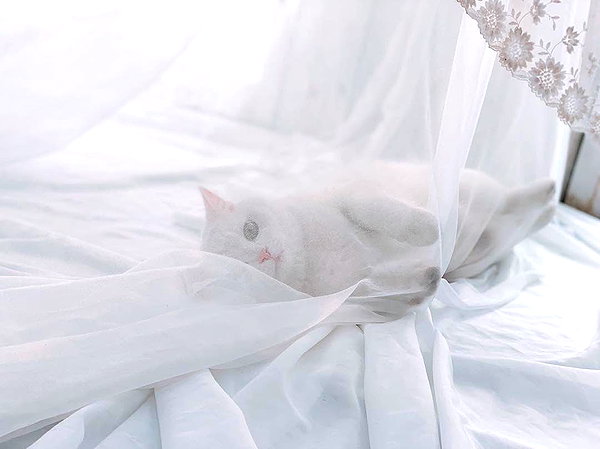 enakorin instagram image archive image
