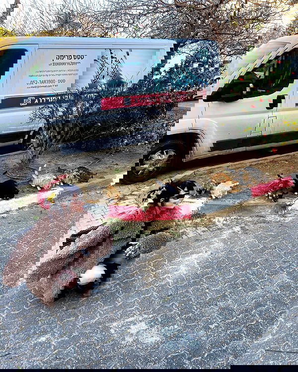 strawberryshanz strawberryshanz archive image