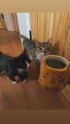cellow111 Altpins Profile Picture