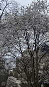 federica.piccinni Altpins Profile Picture