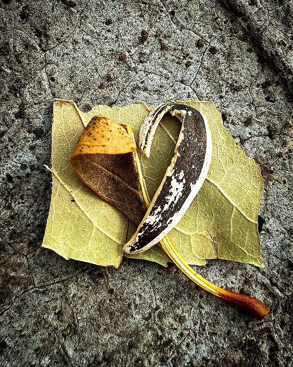 petite.carrot instagram image archive image