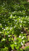 _dead__cherry_ Altpins Profile Picture